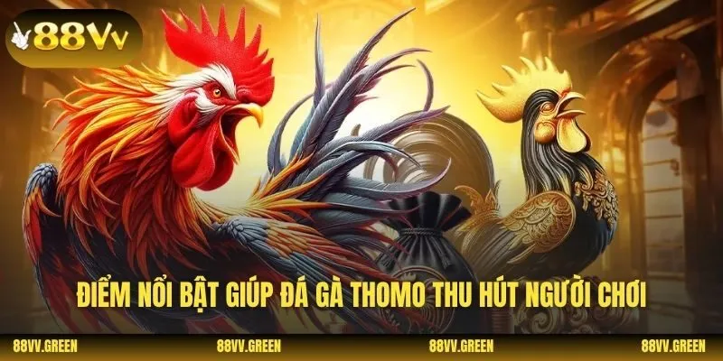 Điểm nổi bật giúp đá gà thomo thu hút người chơi